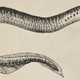 Illustration for article titled Your Jaw Is Basically a Fish Gill (Plus Millions of Years of Evolution)